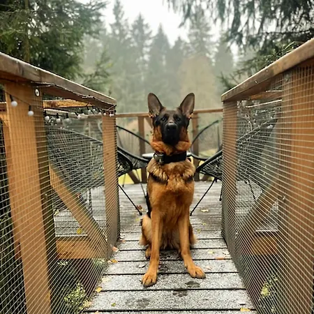 Chalet Treehouse Bystreecka